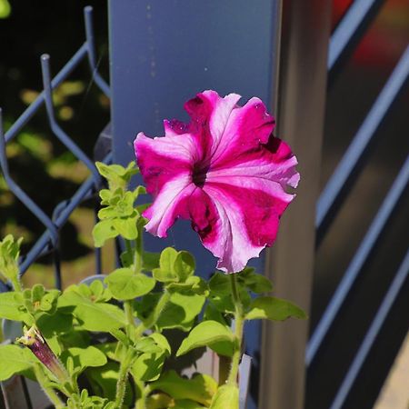 Apartman Ozimice 2 Bihać Dış mekan fotoğraf